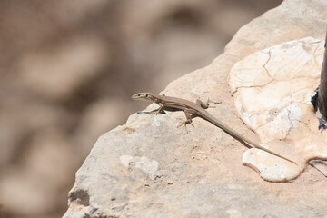 Urlaub auf Gomera