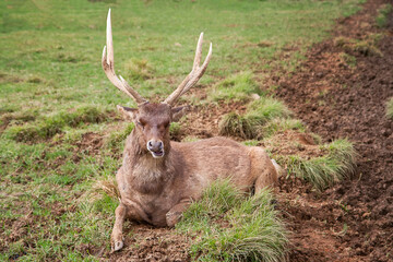 The Javan Rusa Or Sunda Sambar Or Rusa Timorensis