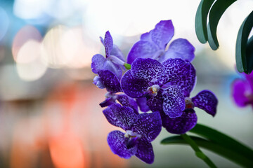 Naklejka premium purple orchid flower