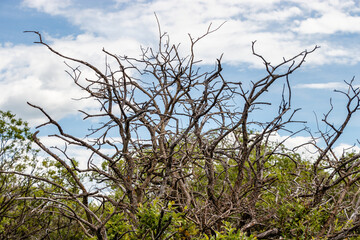 Trees and branches reach for the sky. Chain Lakes PP, Alberta, Canada