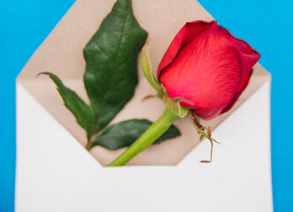 Red rose in a white envelope on a blue background. Gift for March 8 and Valentine's day.