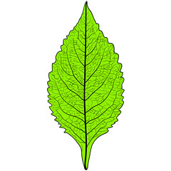 Sketches silhouettes leaves on white background illustration