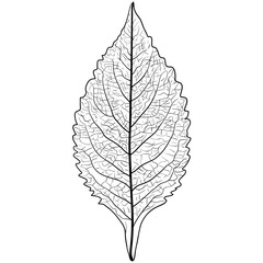 Obraz premium Sketches silhouettes leaves on white background illustration