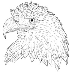 Sketch silhouette sketch eagle face on white background illustration