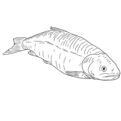 Natural marine fish sketch on white background