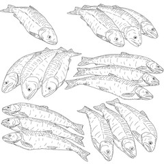 collection of natural marine fish sketch on white background