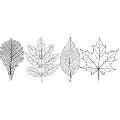 Set sketches silhouettes leaves on white background illustration