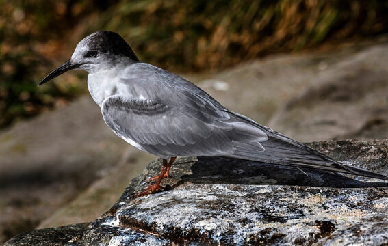 Arctic tern on the stone. Latin name &ndash; Sterna paradisea