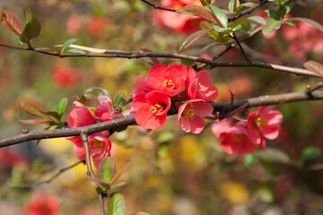Kwiaty na drzewie - wiosna 2019 r.