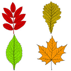 Set sketches silhouettes leaves on white background illustration