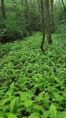 ferns in forest
