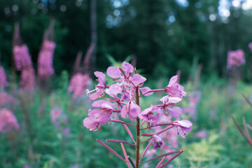 Blooming sally flowers close up, willow-herb or Ivan Tea, medicinal plant, herbalism