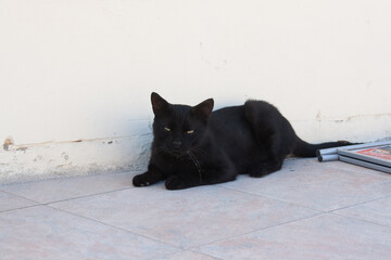 Straßenkatze auf Gozo