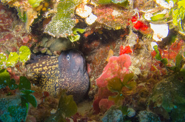 Unterwasserwelt bei Gozo