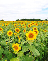 Beautiful sunflower field in the summer. Blooming Flower.