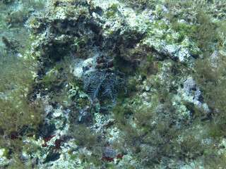 Unterwasserwelt bei Gozo