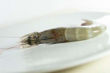 fresh white shrimp vannamei on laying on white plate