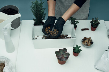 The girl plants indoor plants and flowers in soil and pots. Plant care and maintenance. Hobby.