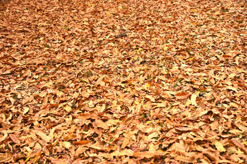 落ち葉（Fallen leaves）