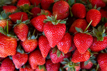 full frame shoot bunch of fresh red strawberry