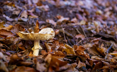 mushrooms in the beech forest in autumn