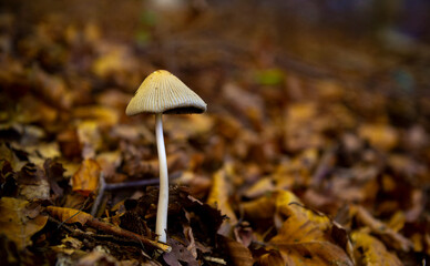 mushrooms in the beech forest in autumn