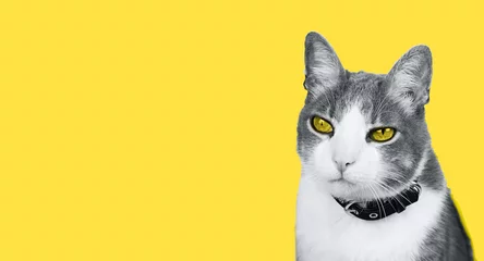 Nahaufnahmeporträt der ultimativen grauweißen Katze mit leuchtend gelben Augen vor gelbem Hintergrund. Platz für Text. Bannerfarbe des Jahres 2021 © ANASTASIA