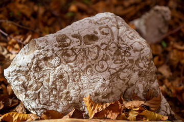 rock with fossils in a wood on the Matese mountains
