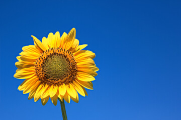 Sunflower with blue sky. Empty space on the right.
