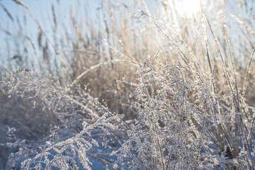 Blurred winter background, dry grass snowflakes