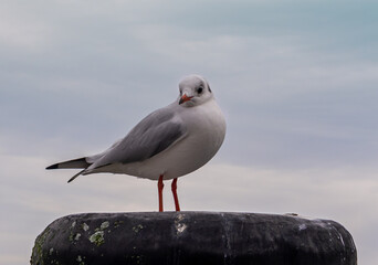 Lachmöwe auf einem Poller im alten Hafen von Cuxhaven