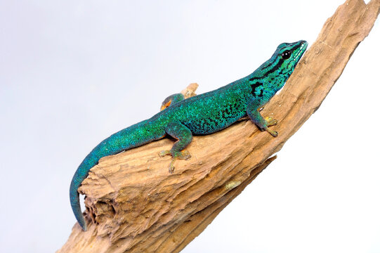 Himmelblauer Zwergtaggecko // turquoise dwarf gecko (Lygodactylus williamsi)