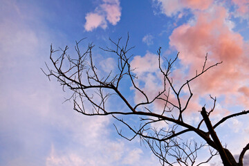 Dry tree and sky with clouds at dusk, Sao Joao del Rei 