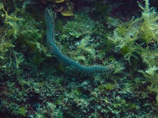 Unterwasserwelt bei Gozo