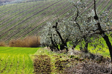 Tuscany landscape view , Italy