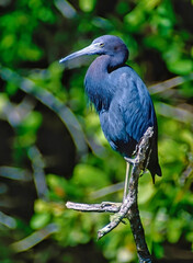 Fototapeta premium Portrait of little blue heron