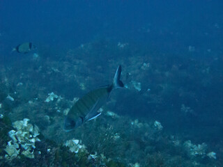 Obraz premium Tauchen vor Gozo