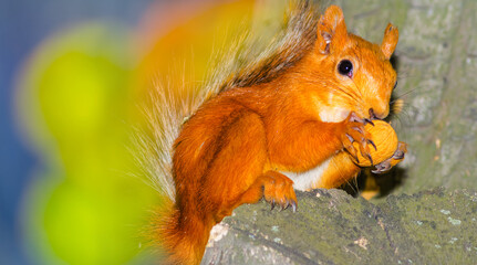 closeup red squirrel gnaw nut on a tree