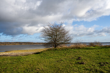Fototapeta na wymiar A tree by a lake with a dramatic sky in the background. Picture from Vomb, Scania county, Sweden