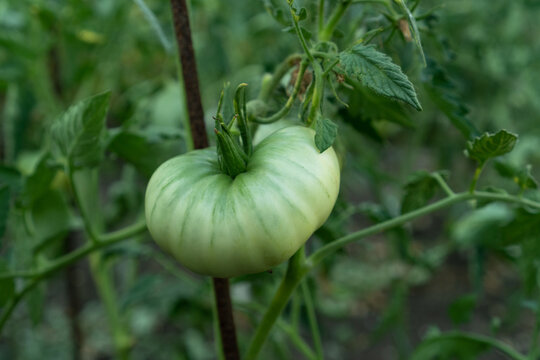 Fresh Bunch Of Green Ripe And Unripe Natural Tomatoes Growing On A Branch In Homemade Greenhouse. Blurry Background And Copy Space. Beautiful Green Tomato Plants In A Small Home Veggie Patch. 