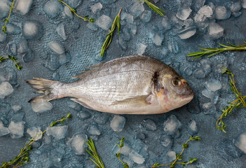 Raw dorado or sea bream on ice. Cooking. Healthy eating. Diet.