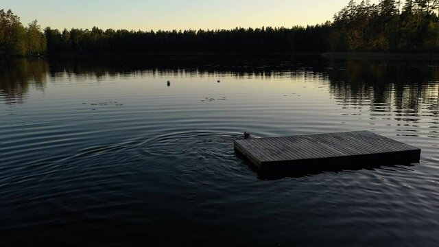 Aerial drone view of a girl swimming towards a floating bridge, in middle of a lake, warm, summer evening, in Scandinavia