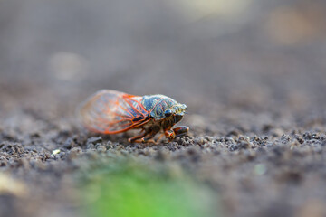closeup huge cicada sit on the ground