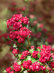 Summer floral background. Concept. Postcard.