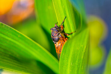 closeup huge cicada sit on the corn stem, natural animal background