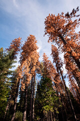 Dead and dying Ponderosa Pine trees in the Sierra Nevada