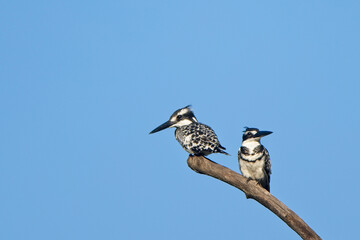 Pied Kingfisher (Ceryle rudis), two perched together in a tree, Gambia.