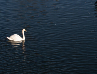 One white swan swims in the dark water of the river.