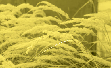 Dry grass, reeds in an open area. The color of 2021. Trending colors.