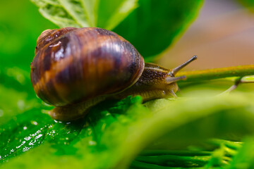 grape snail crawl on a leaves